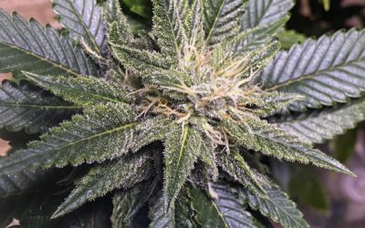 La differenza tra uno Shop e un Social Cannabis Club