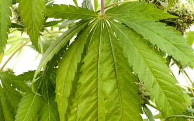 Erba legale in Italia