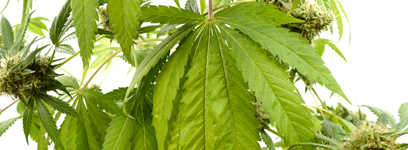 cannabis social club barcelona