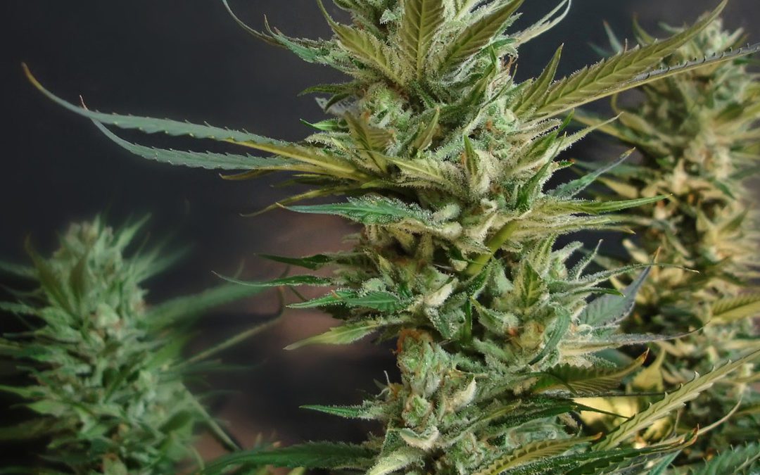 cannabis social club barcelona