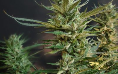 il cbd e le sue proprieta’