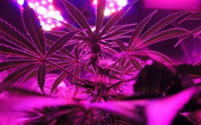 Marijuana: la cura per il fegato