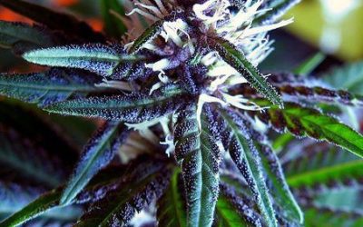 I medici confermano: fumare marijuana non è dannosa per il cervello.