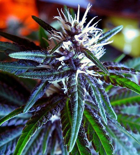 cannabis social club barcelona