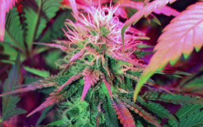 Italia, siamo alle solite, Canapa light allarme residui di THC