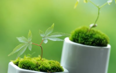 La fda proibisce il cbd