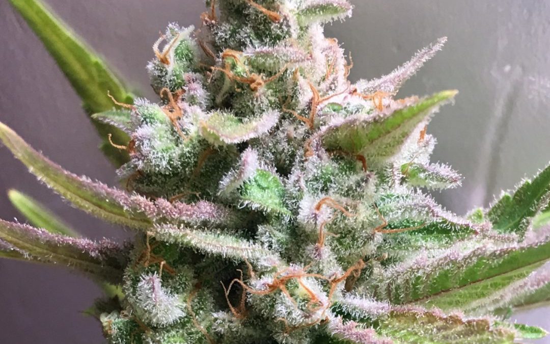 essiccazione cannabis