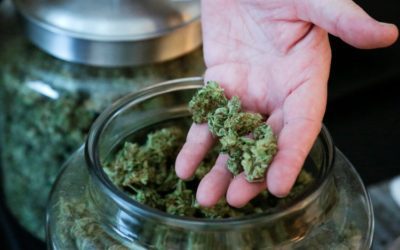 I medici rivendicano il diritto sull’uso della cannabis terapeutica: