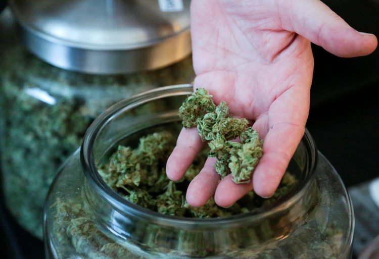 medici uso cannabis terapeutica