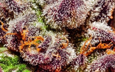 Gli “strain” Americani