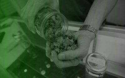 Legalizzazione della cannabis in Italia: il punto della situazione