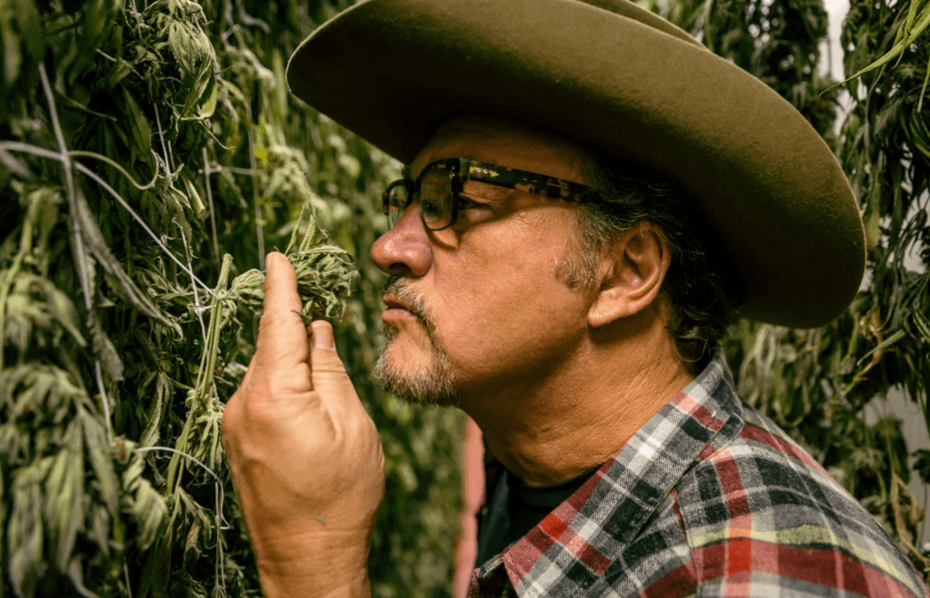 Business cannabis, Belushi e altri personaggi famosi diventano produttori