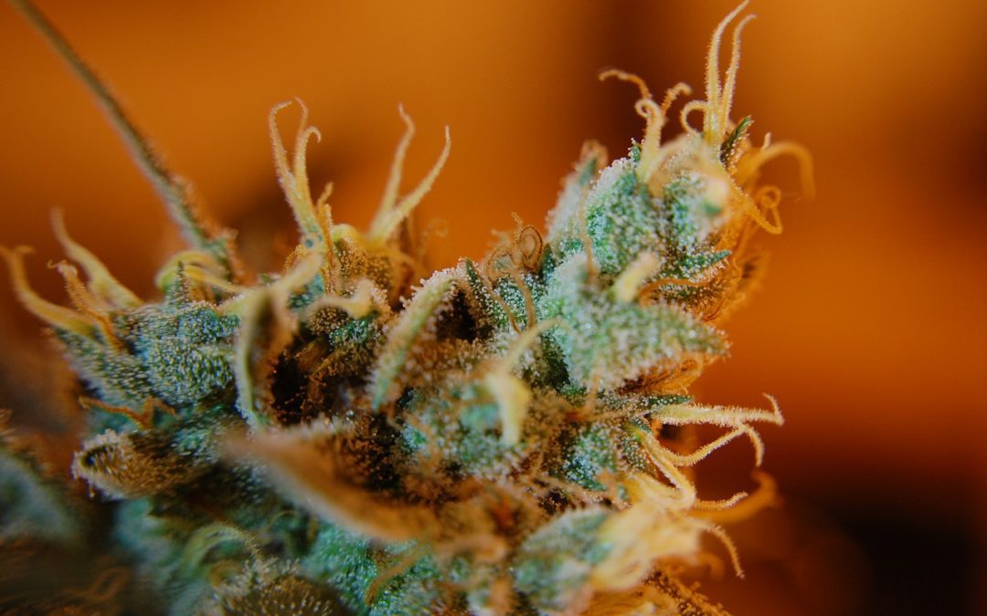 Cannabis legale (Thc 0,5%) di nuovo!