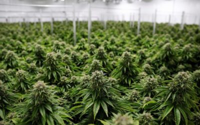 Il momento ideale per investire nella cannabis.