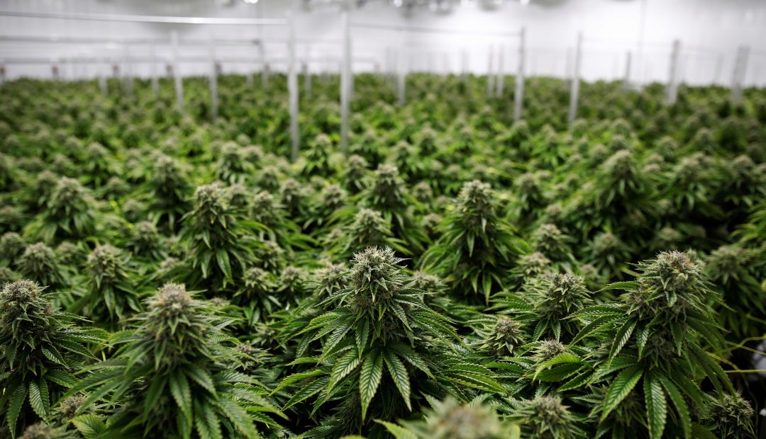 momento ideale per investire nella cannabis