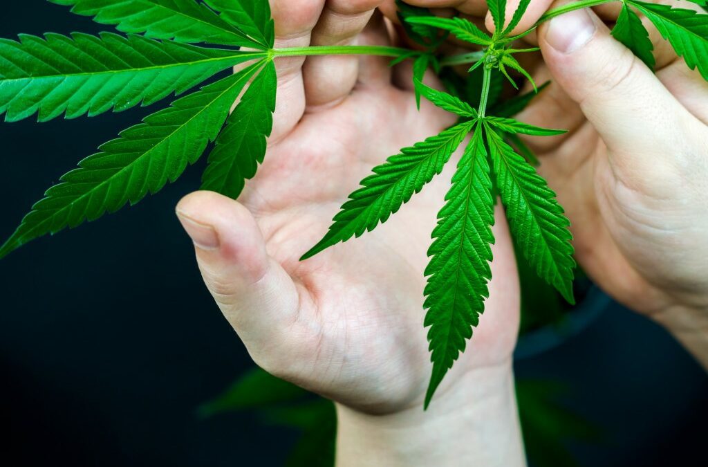 Qual è la migliore erba da fumare