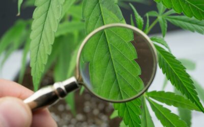 Quale è la migliore erba legale?