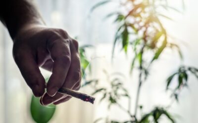 Quando prendere il CBD?