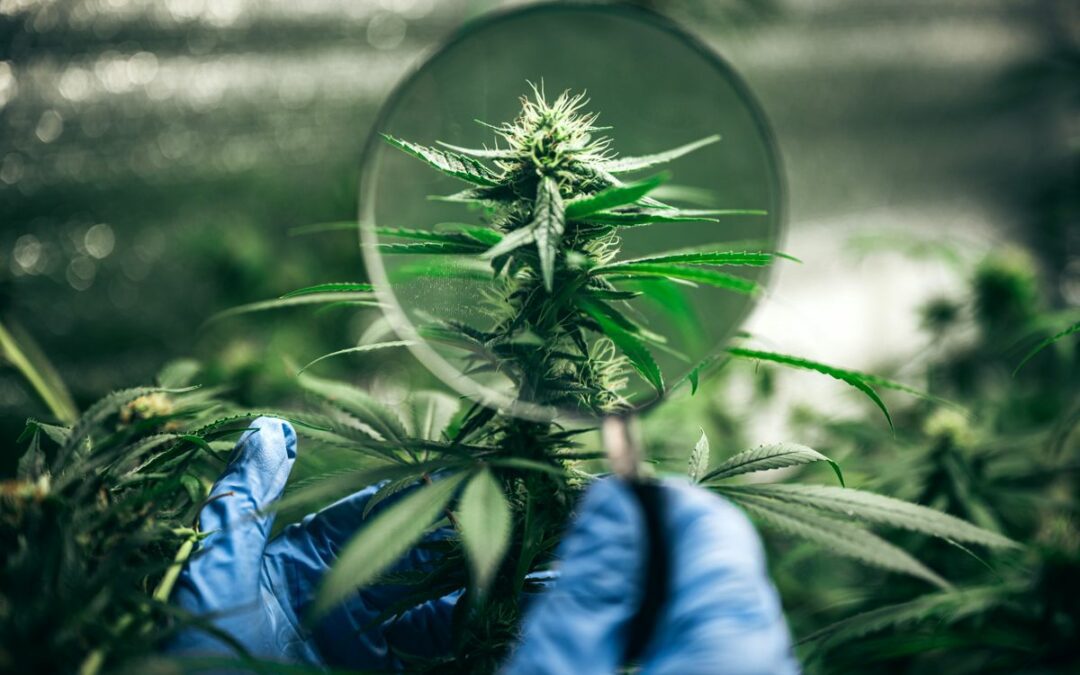 Parlamento italiano legalizza la cannabis?