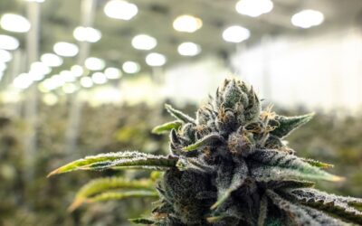 CBD vendita all’ingrosso