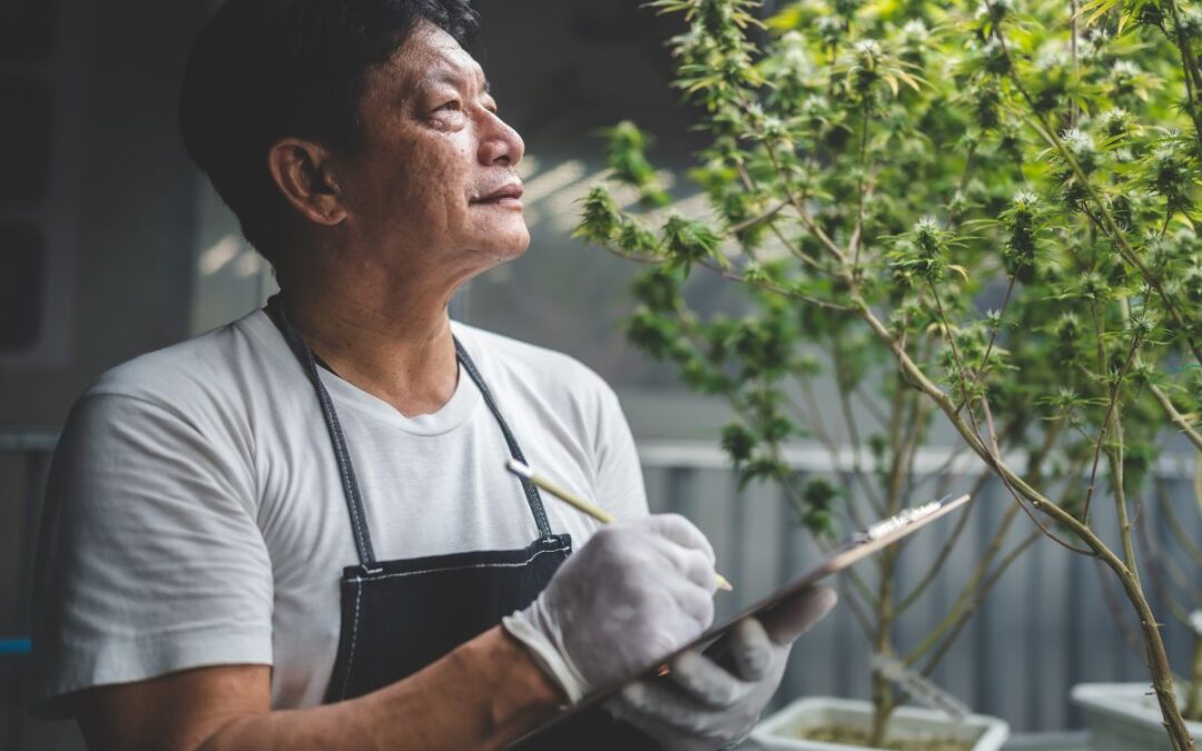 Posso coltivare CBD a casa