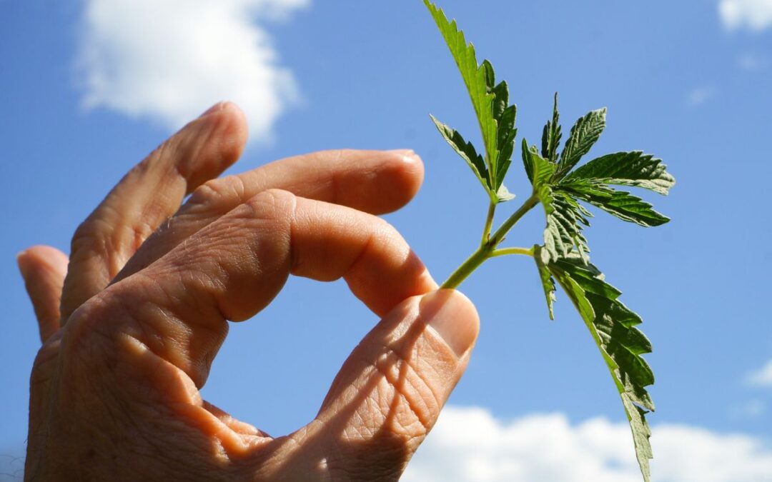 E’ legale coltivare CBD in Italia