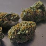 Legal cannabis, Germany “torches” its dogma!