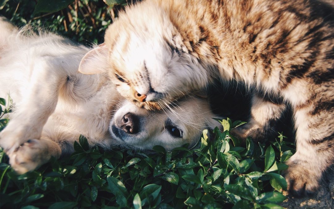 Cannabis-terapeutica-per-cani-e-gatti-quando-e-perché-usarla
