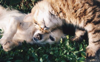 Therapeutic cannabis for cats and dogs, when and why using it