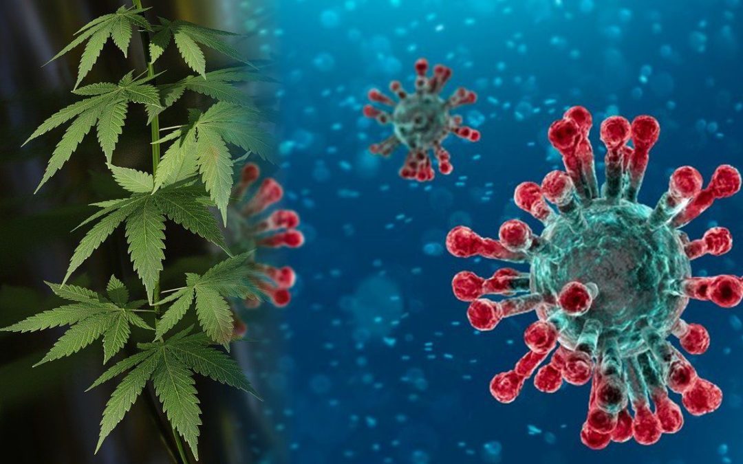 Coronavirus and therapeutic cannabis, possible benefits?