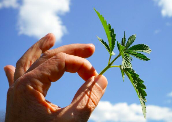 It is legal to grow CBD in Italy