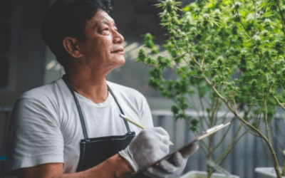 Can I grow CBD at home?
