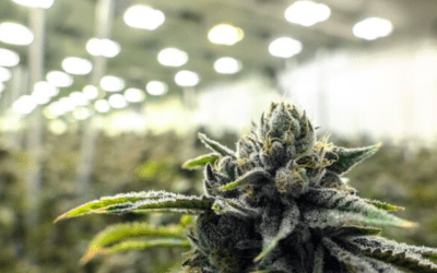 CBD wholesale