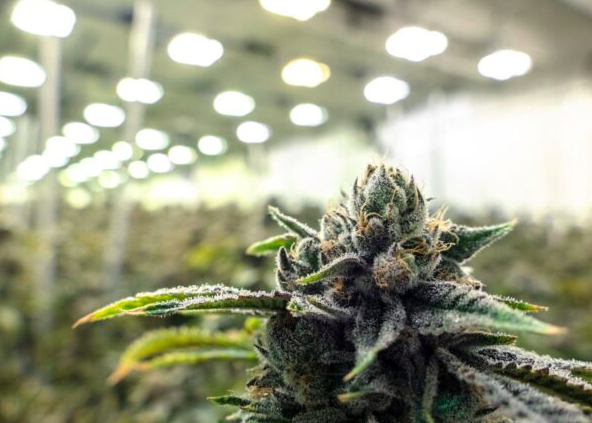 CBD wholesale