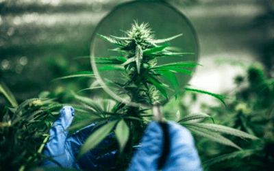 Does the Italian parliament legalize cannabis?