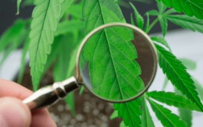 What is the best legal weed?