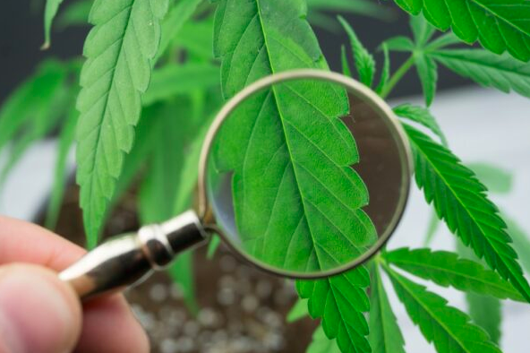 What is the best legal weed?