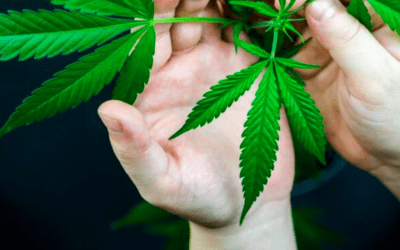What is the best weed to smoke?