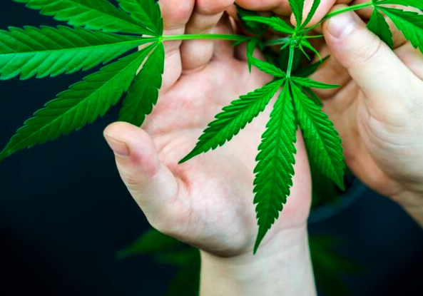 best weed to smoke