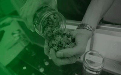 Legalization of cannabis in Italy: the point of the situation