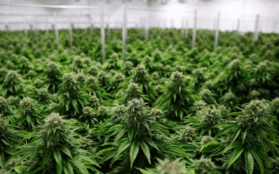 The ideal time to invest in cannabis.