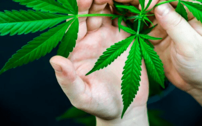 The different types of Cannabis