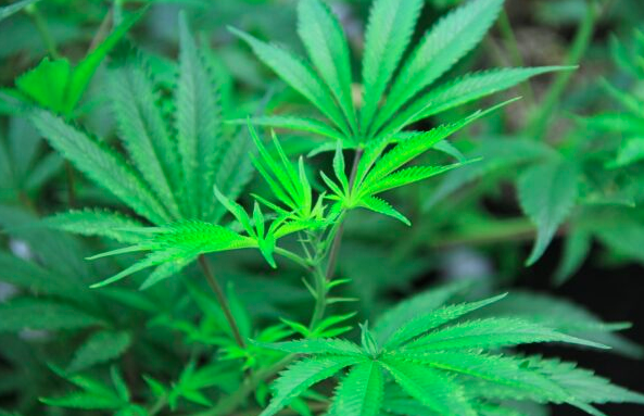 cannabis club after coronavirus
