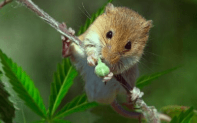 The University of Bonn and the Hebrew University: new discoveries on THC