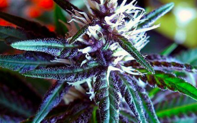 Doctors confirm: smoking marijuana is not harmful to the brain