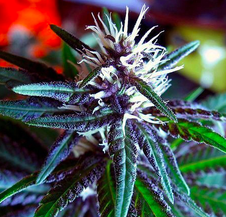 smoking marijuana is not harmful to the brain.