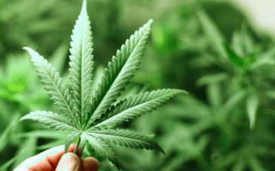 In Italy, cannabis arrives in tobacconists