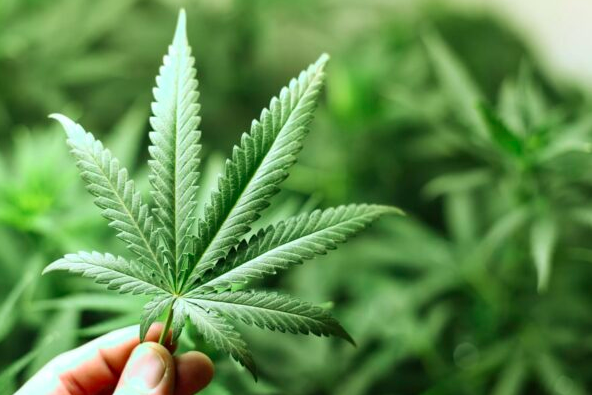 cannabis in tobacconists