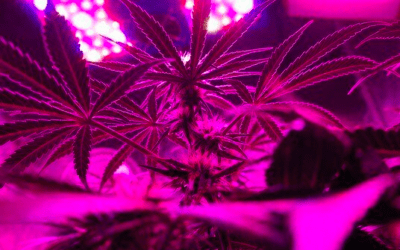 Marijuana: the cure for the liver