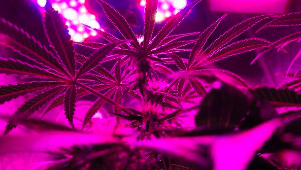 marijuana liver